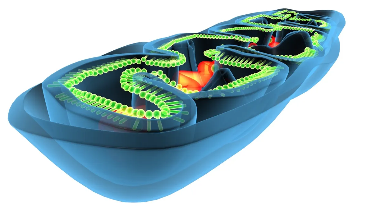 صورة لعملية التمثيل الغذائي
