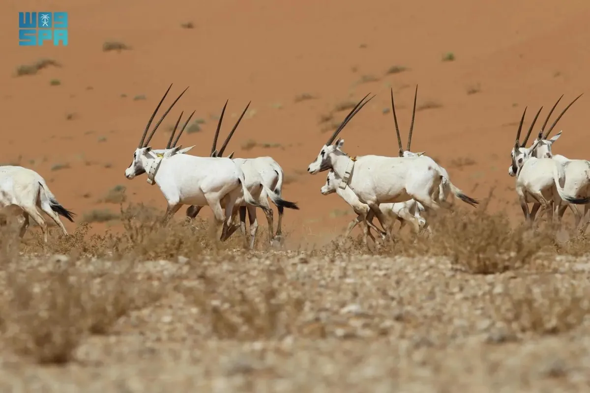 وزير الثقافة يعلن "عروق بني معارض" في قائمة التراث العالمي