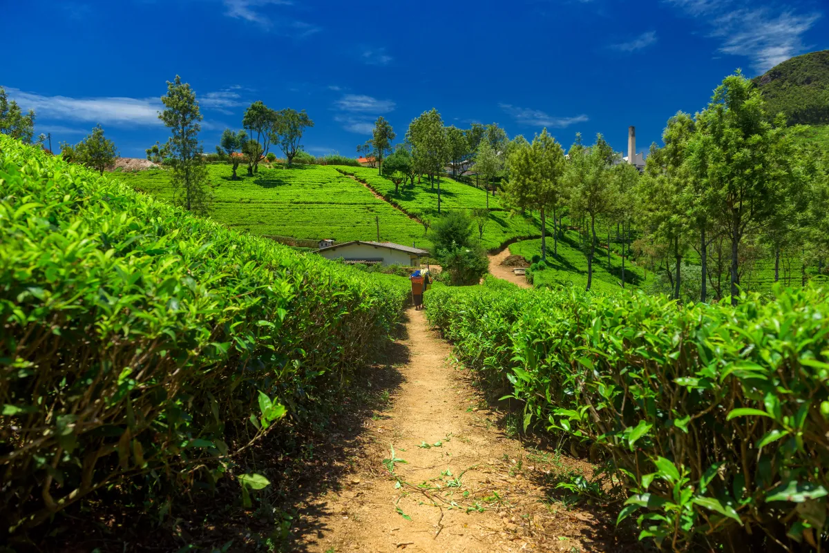 سريلانكا وجهة غنية بالمناظر الخلابة 