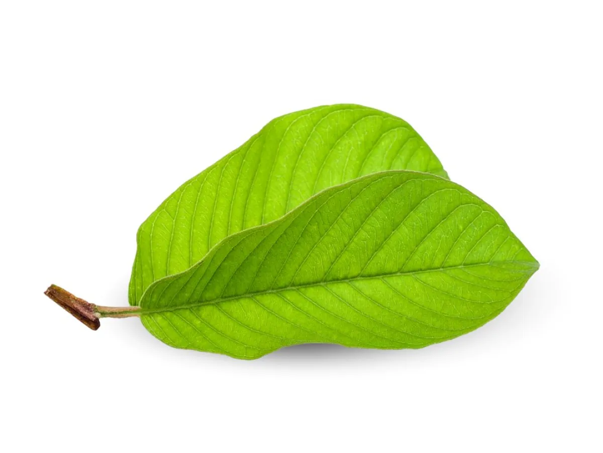 صورة لأوراق الجوافة الغضة