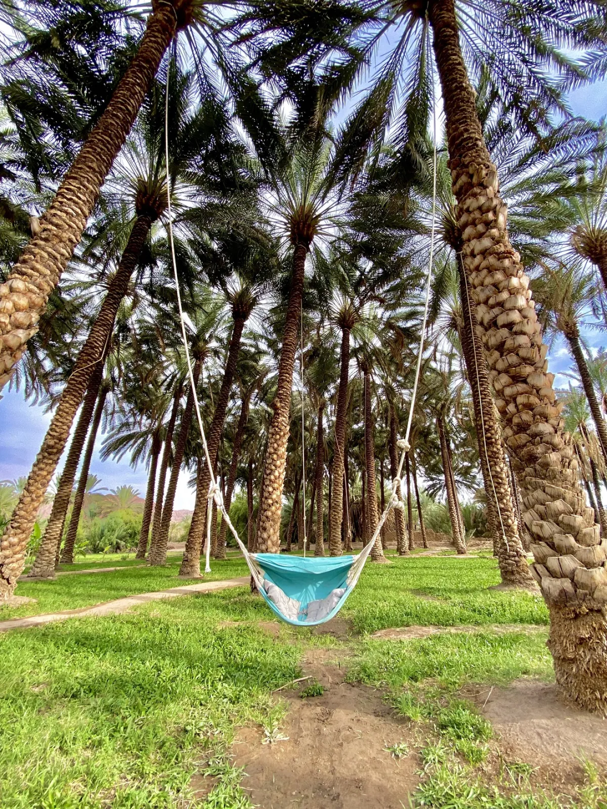 واحة النخيل