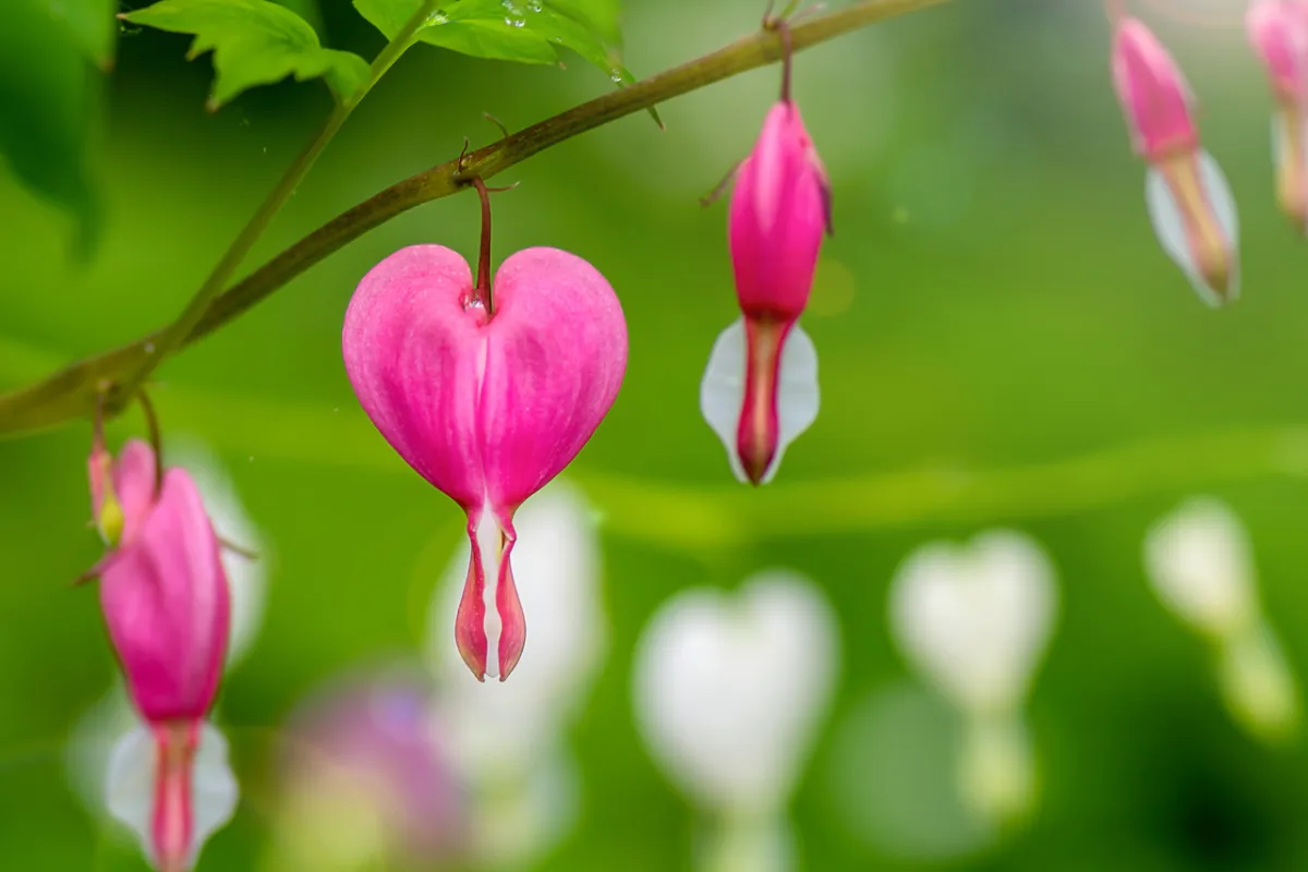 صورة تعبيرية عن نزيف الانغراس