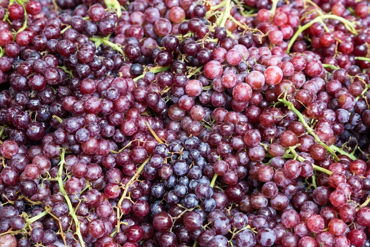 صورة لعناقيد من العنب الأحمر