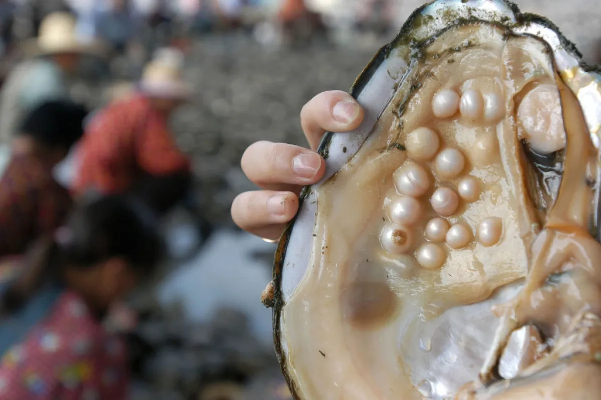 عامل يعرض اللؤلؤ الذي تم تطويره في صدفة اللؤلؤ في مزرعة لؤلؤ في بلدة شانشياهو بمدينة تشوجي، مقاطعة تشجيانغ، الصين بتاريخ في 21 مايو 2005 (مصدر الصورة China Photos/Stringer /Getty Images)