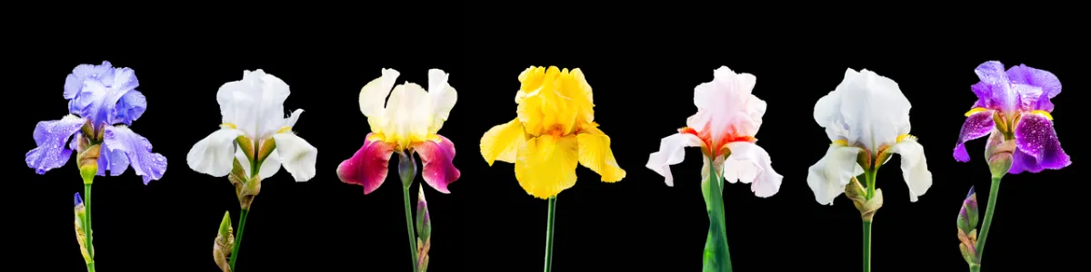 صورة لزهور السوسن