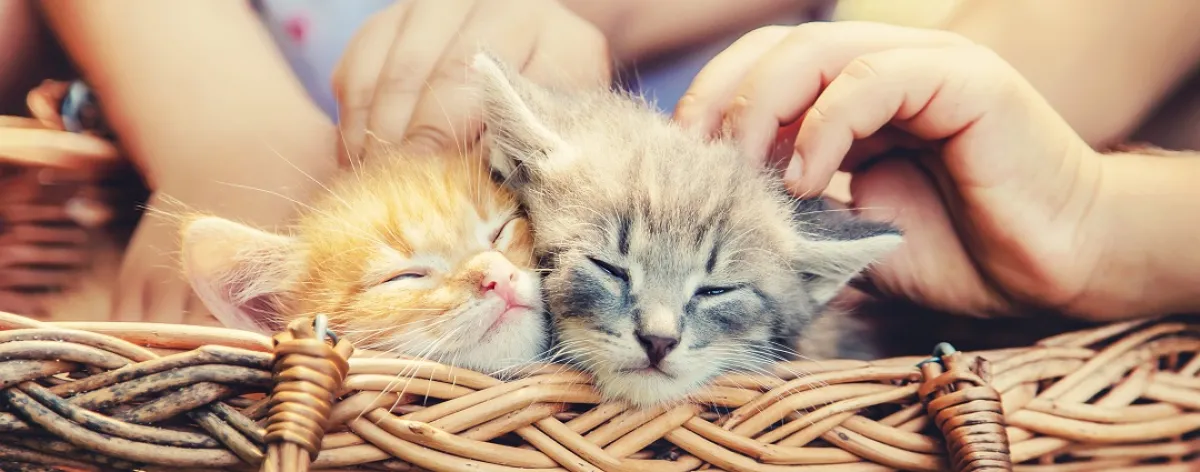 صورة تعبيرية لقطط وأطفال صغار