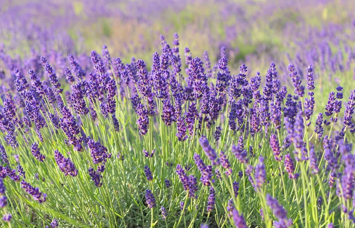 تزيد البكتيريا النافعة في الأمعاء (المصدر: Shutterstock)