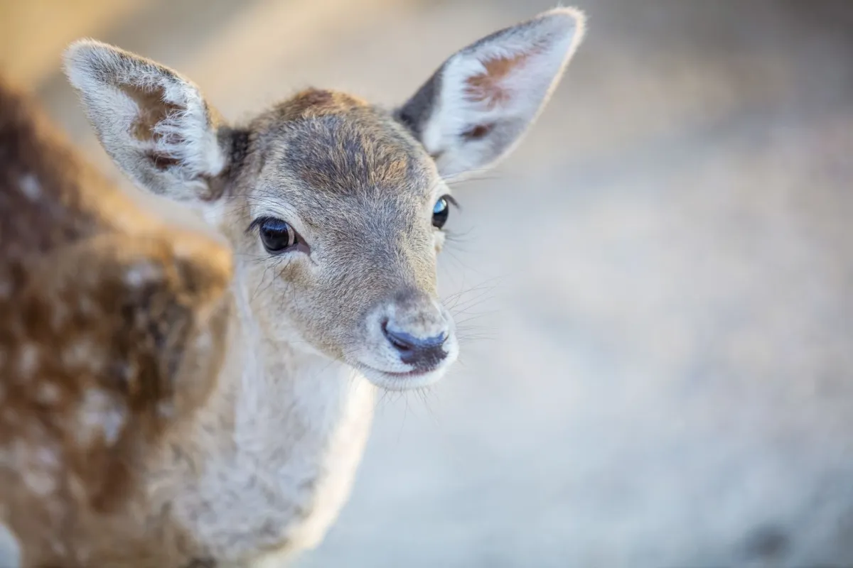 اليوم العالمي للحيوان