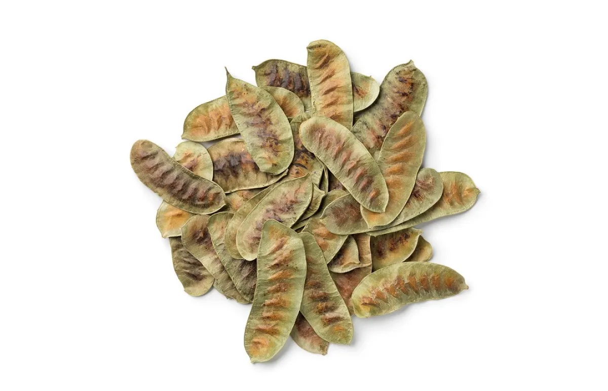 التخفيف من صداع الرأس المزمن (المصدر: Shutterstock)