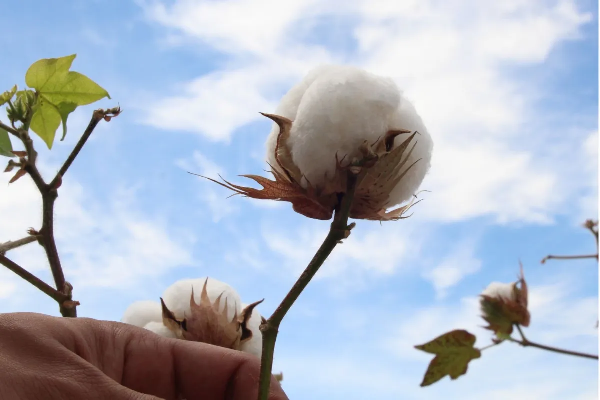 الاحتفال باليوم العالمي للقطن