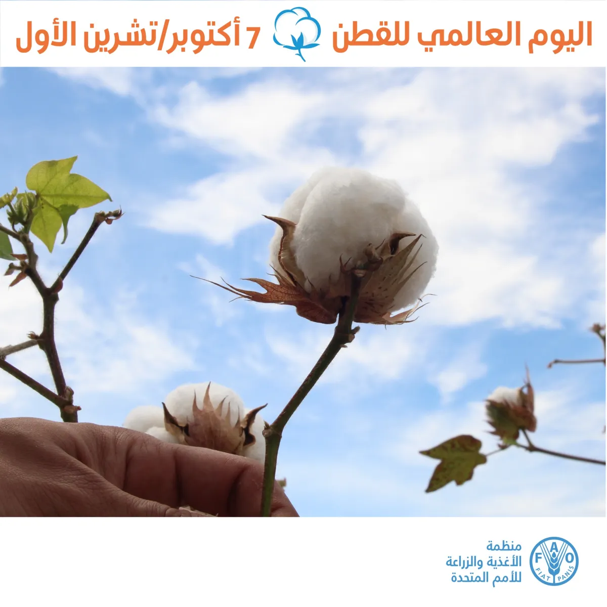 الاحتفال باليوم العالمي للقطن