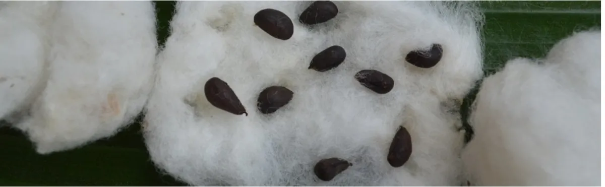 الاحتفال باليوم العالمي للقطن