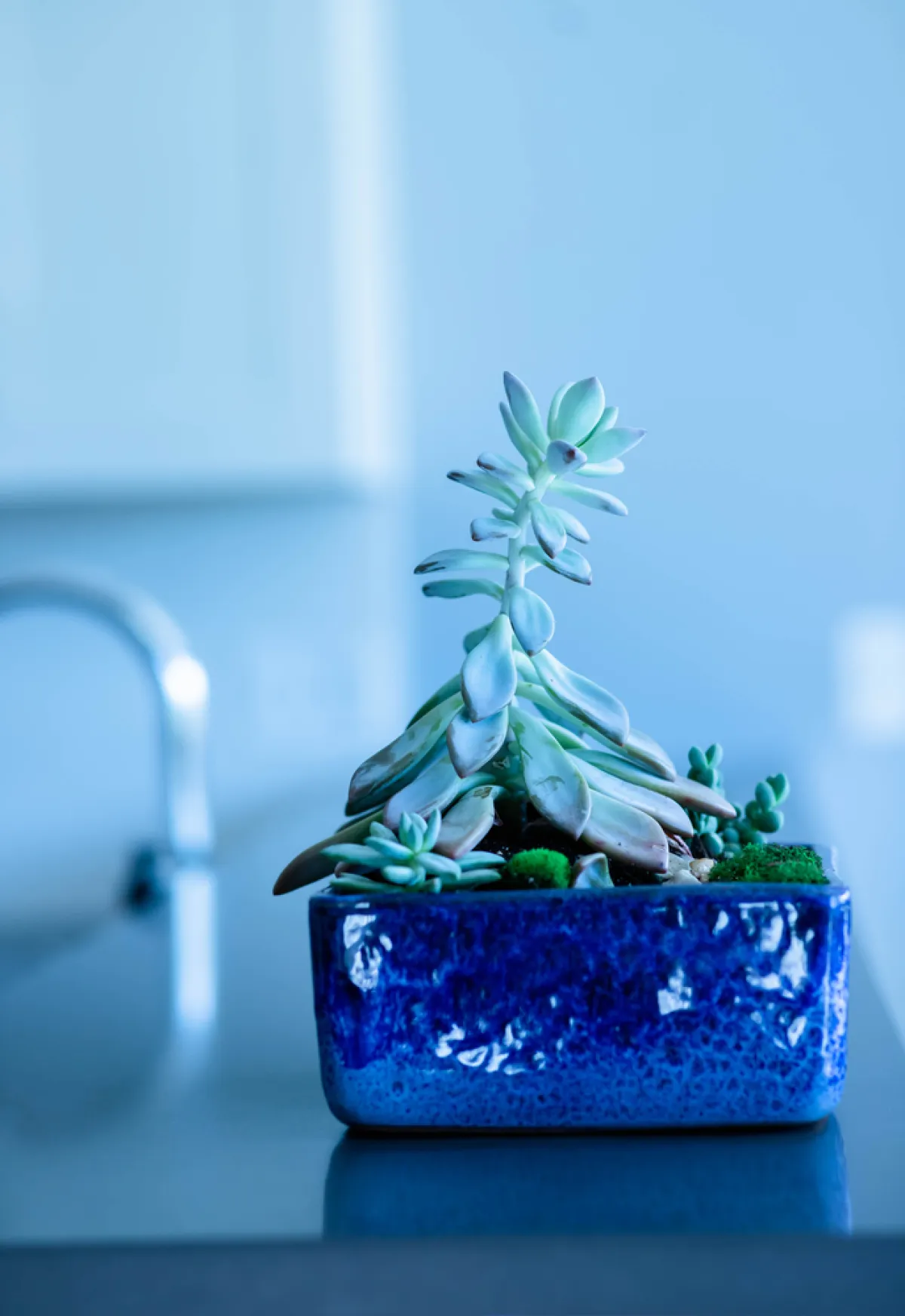 حوض لشتلة باللون الأزرق الكوبالتي