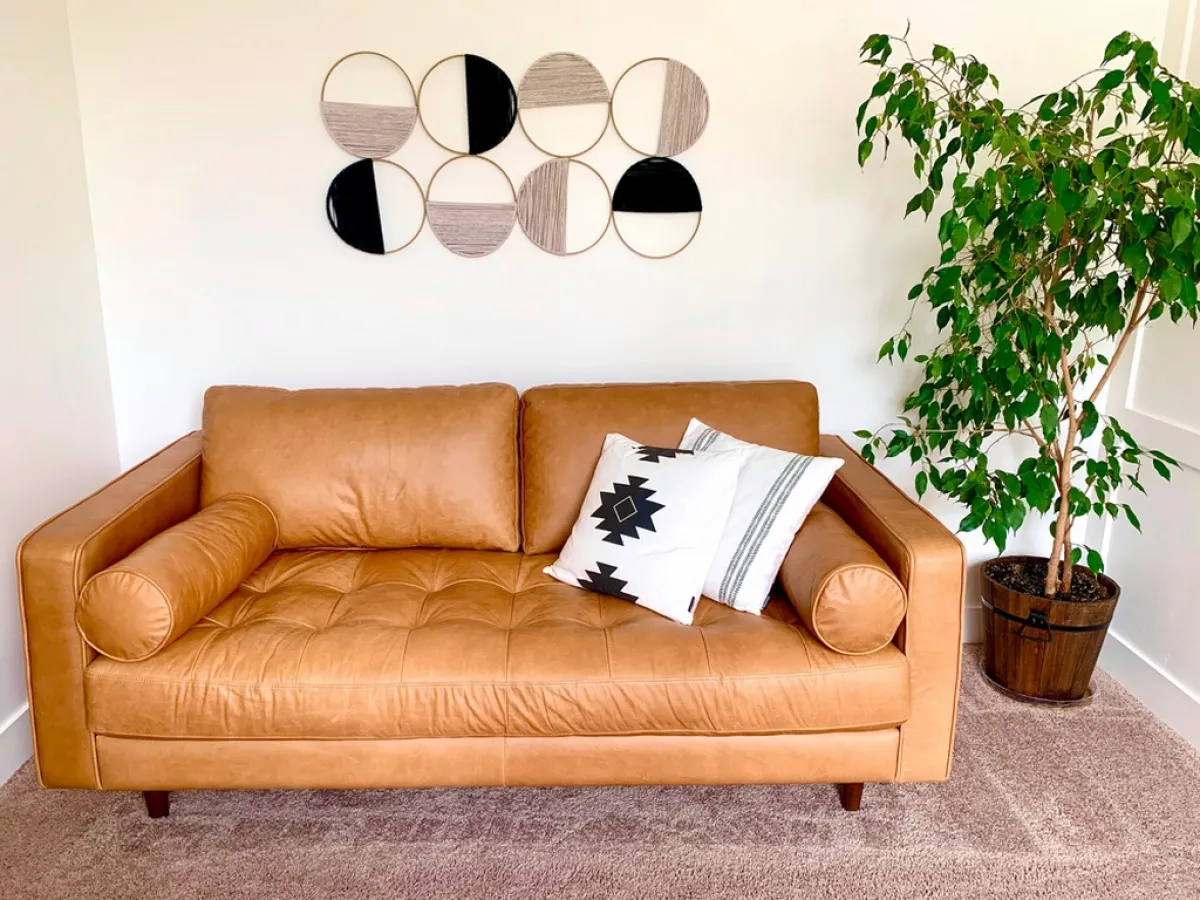 زاوية في منطقة المعيشة مزينة بشتلة تين بنيامين 