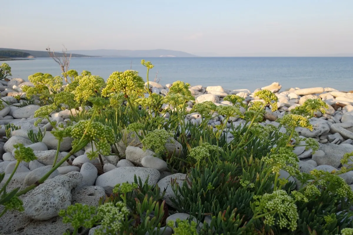 الشمر البحري