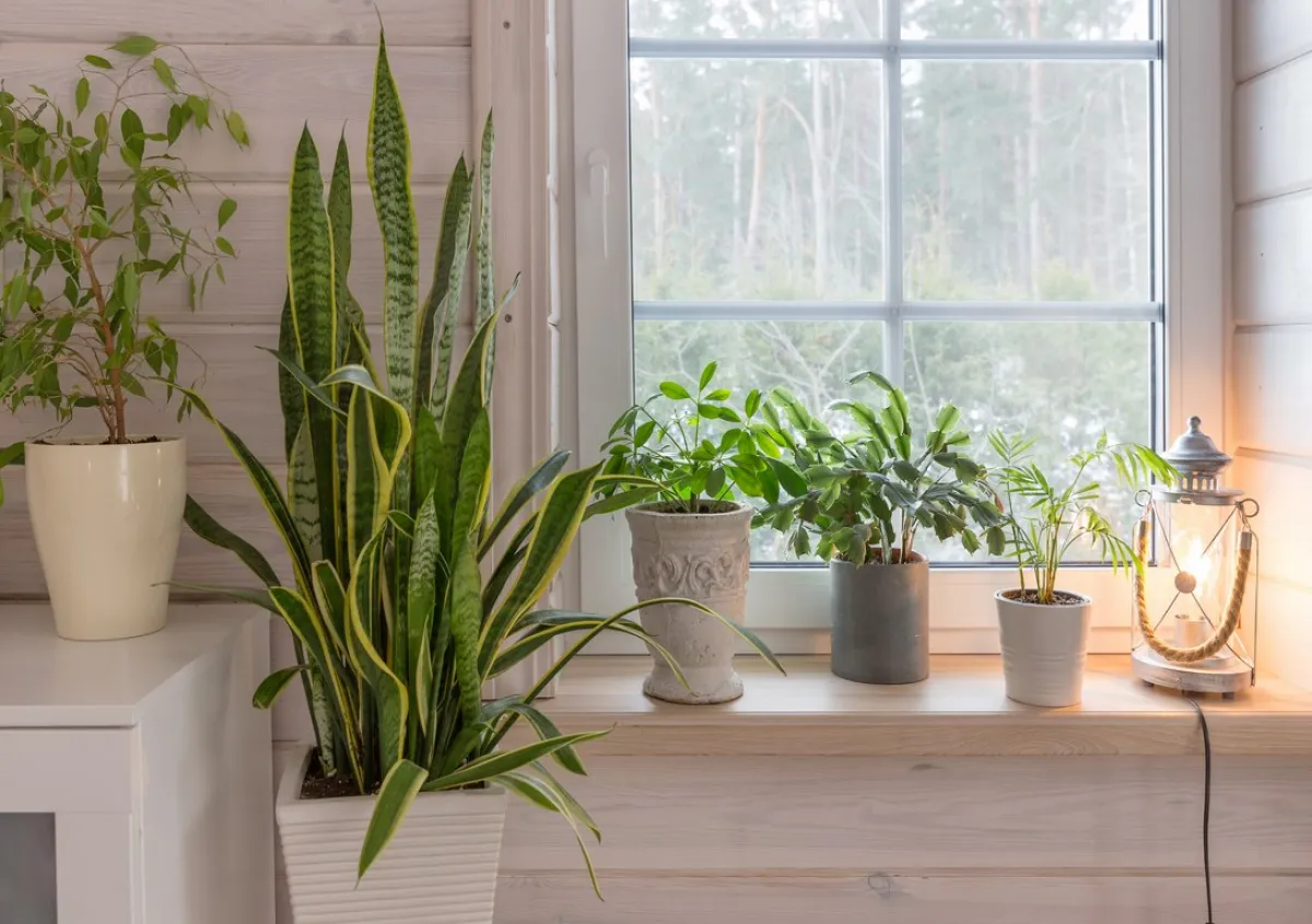 النباتات المنزلية