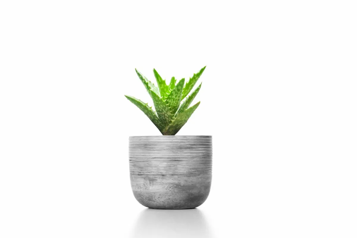 نبات من الفئة العصارية