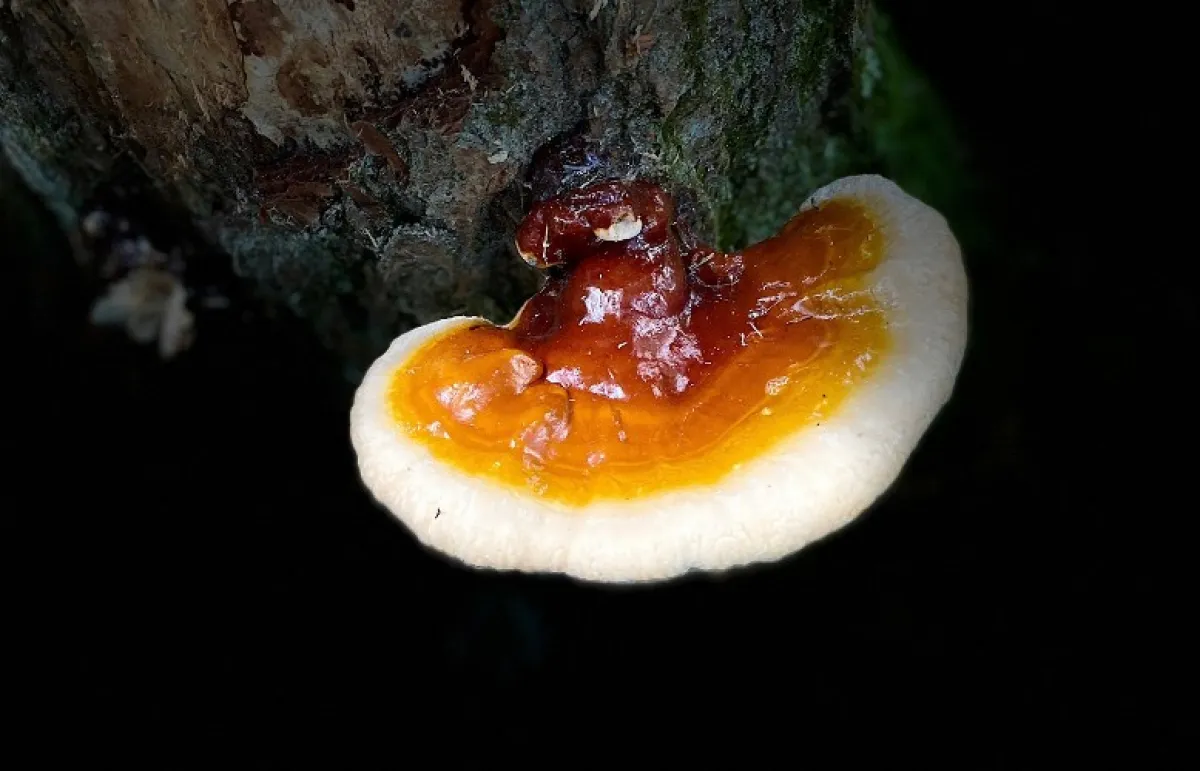 يساعد فطر الجانوديرما على تقوية جهاز المناعة (المصدر: Shutterstock)