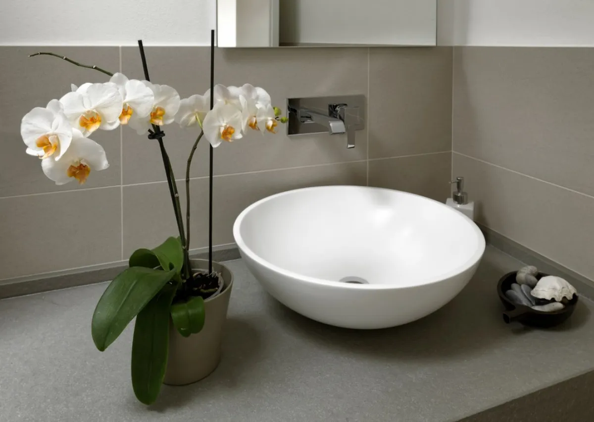 زهرة الأوركيد