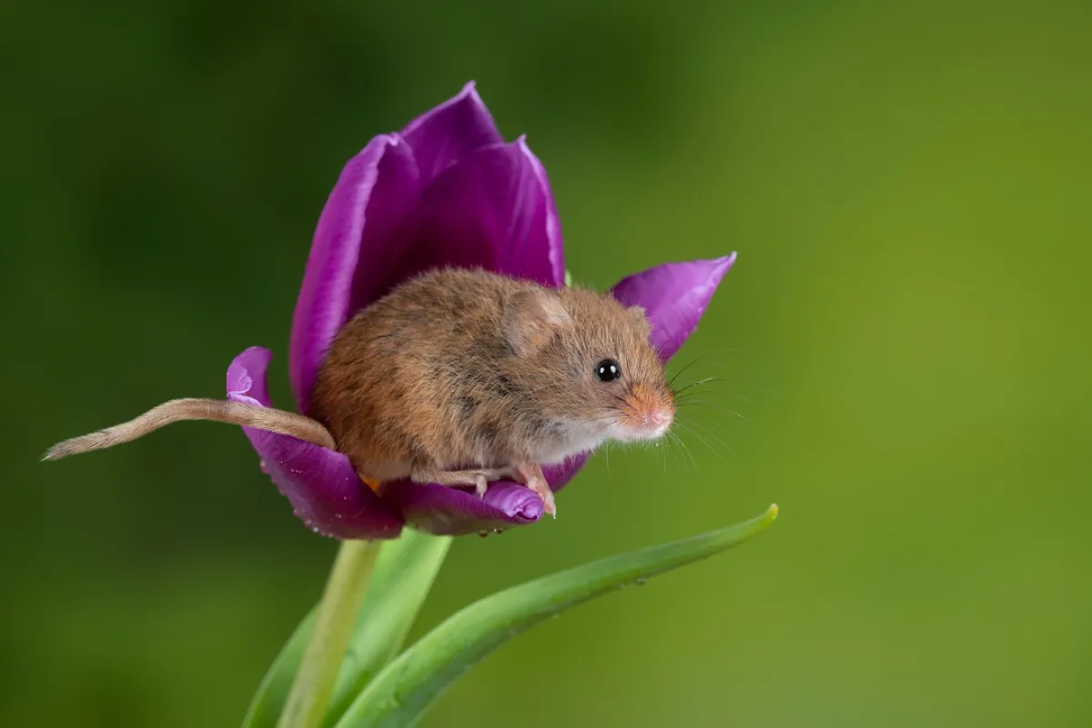 صورة لفأر صغير