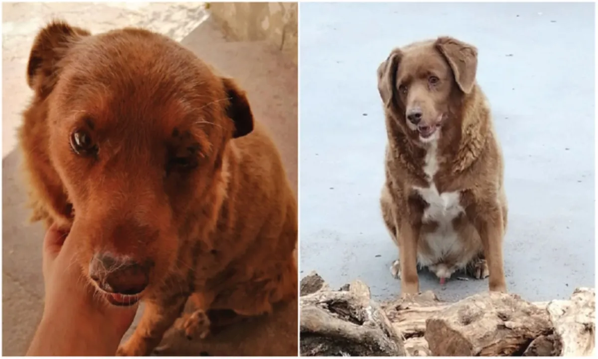 غينيس تعلن نفوق أكبر كلب عمراً عن 31 عاماً