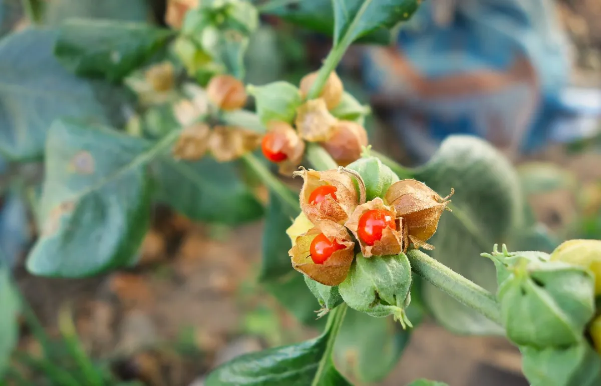 الأشواجندا وصحة القلب (المصدر: Shutterstock)