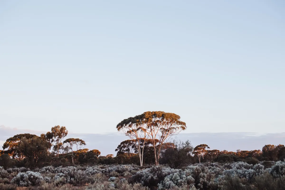 صورة لشجرة العلك