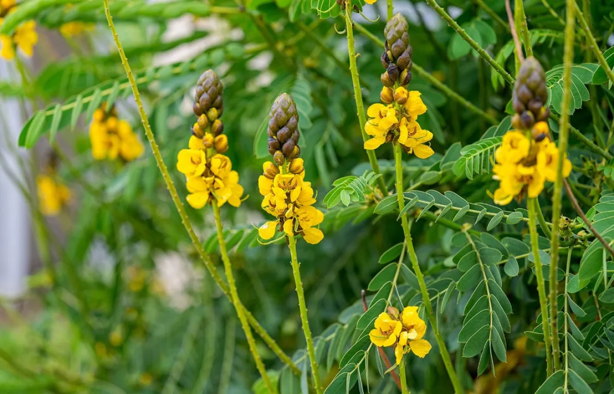 فوائد صحية منوَّعة لعشبة السنامكي (المصدر: Shutterstock)