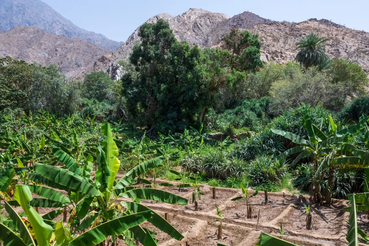 قرية ذي عين تقع وسط محيط طبيعي خلاب 