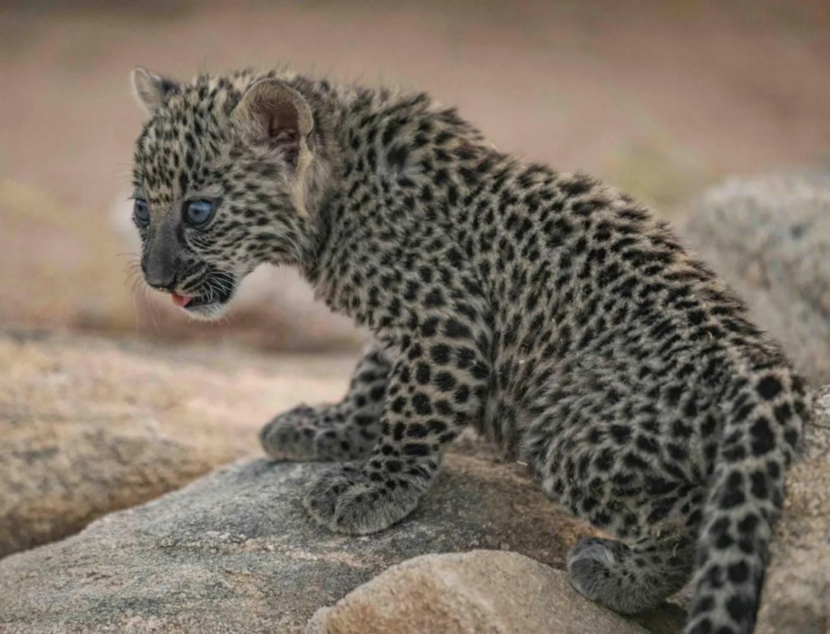 النمر العربي