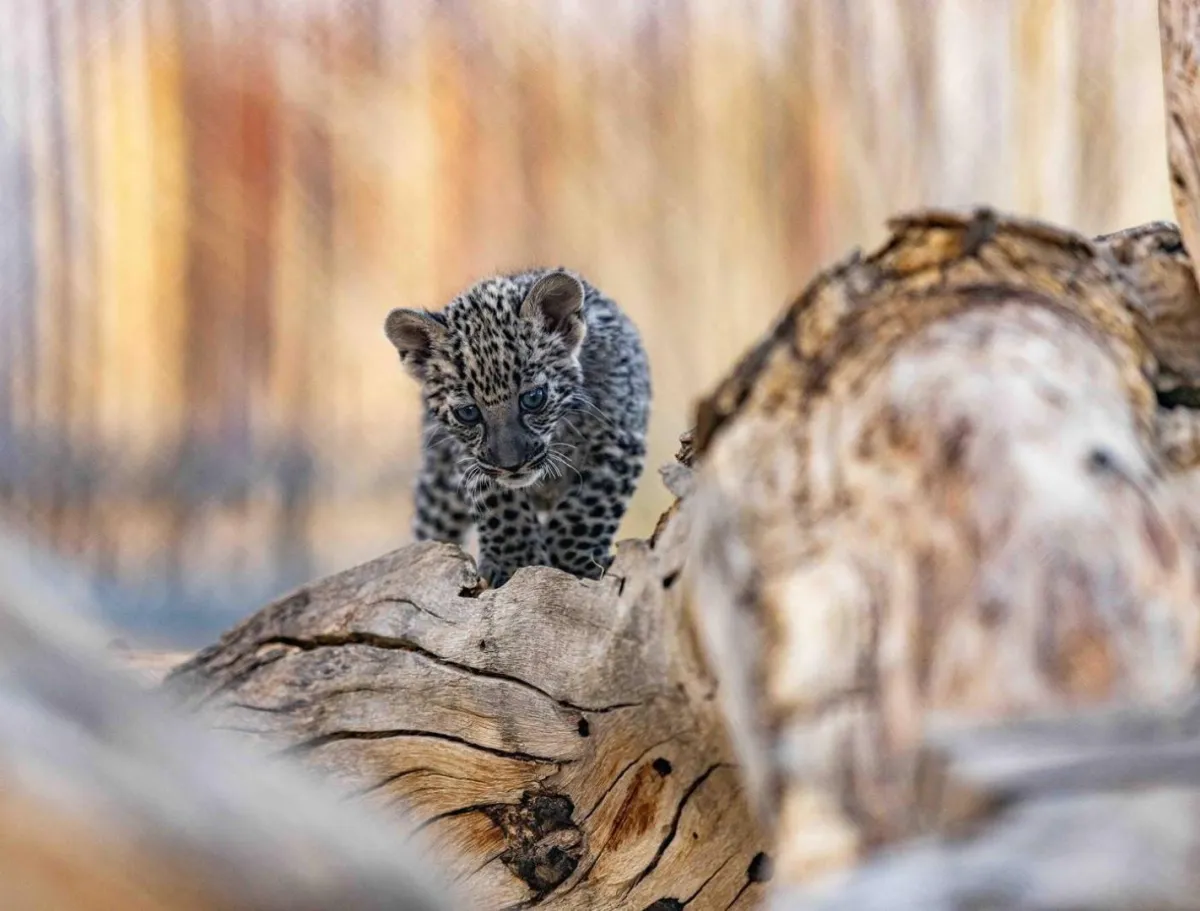 النمر العربي