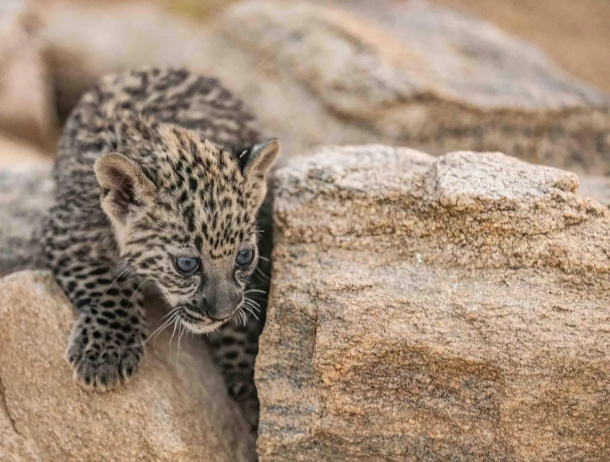 النمر العربي