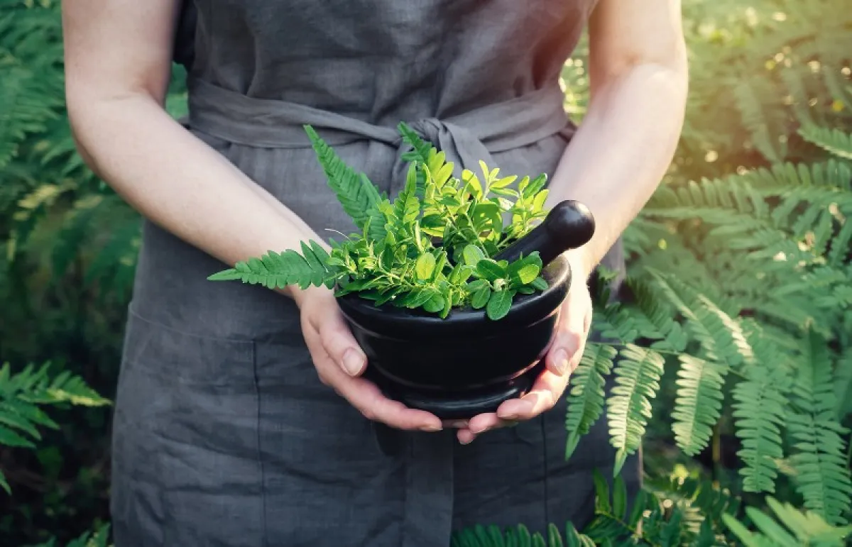 تعمل هذه العشبة على الوقاية من العديد من السرطانات (المصدر: Shutterstock)