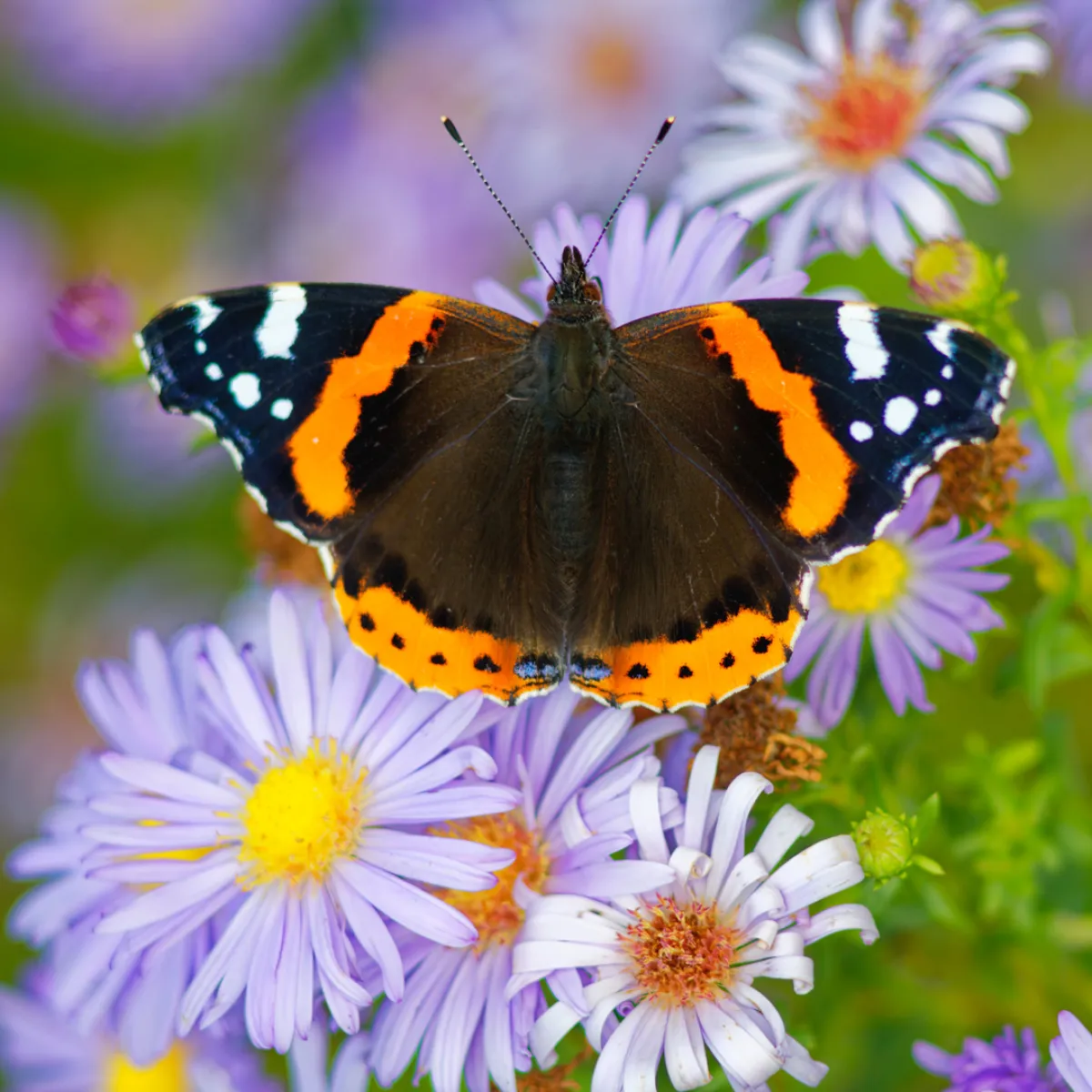 تفسير رؤية الفراشة في المنام