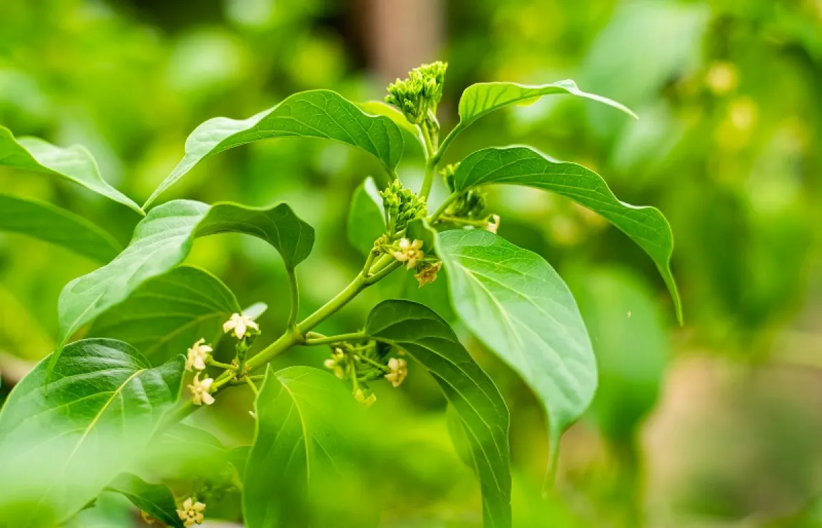 تُعتبر هذه العشبة مهمة لمرضى السكر (المصدر: Shutterstock)