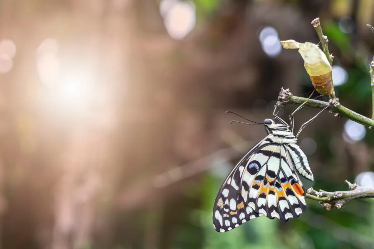 صورة الفراشة الضعيفة