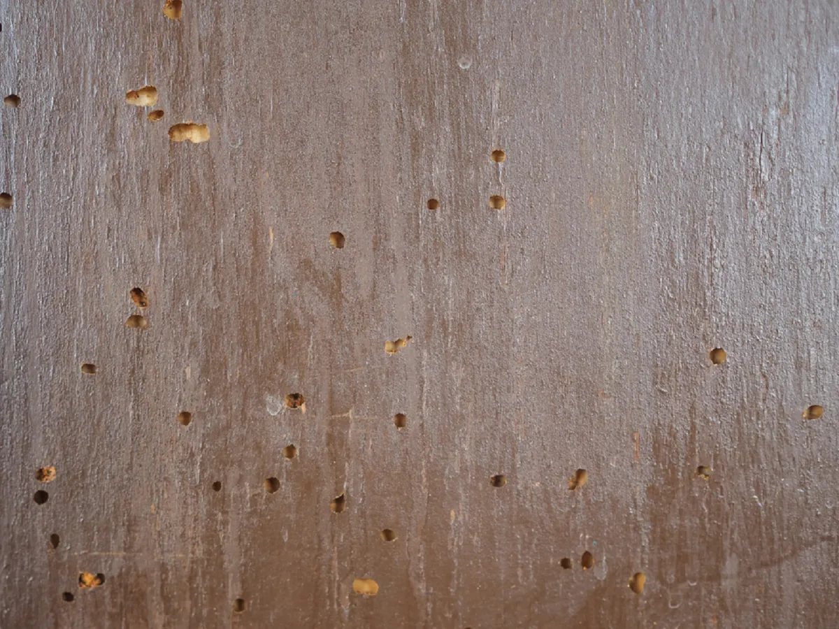 مخلفات تقوم حشرات سوس الخشب بها