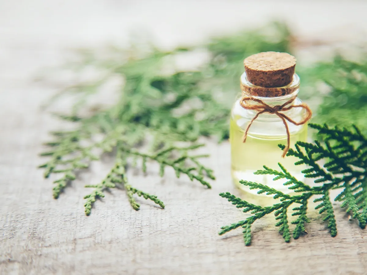 صورة لزيت شجرة الشاي