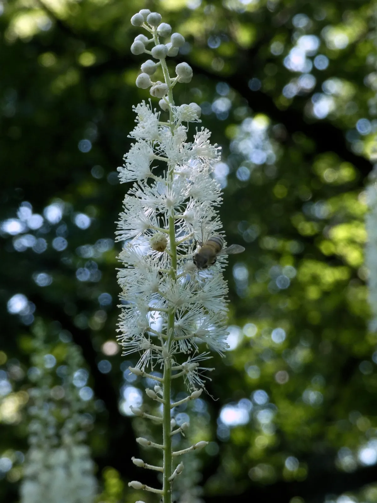 صورة نبات الكوهوش لتحفيز الولادة