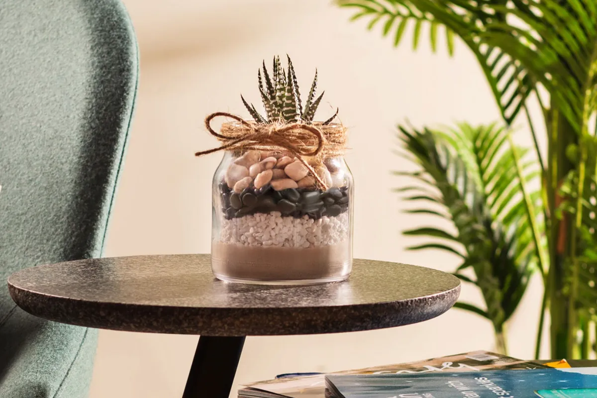 أواني زرع النباتات