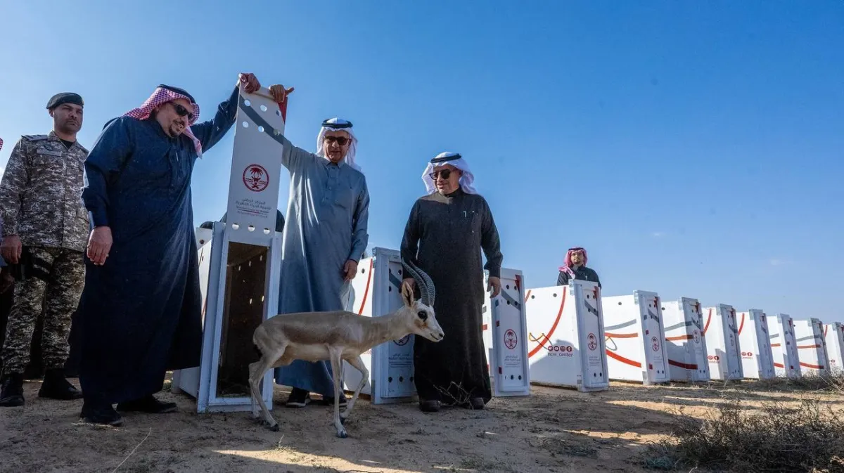 منتزه القصيم الوطني يحتضن المها العربي دعماً لمبادرة "السعودية الخضراء" - الصورة من حساب إمارة القصيم على إكس
