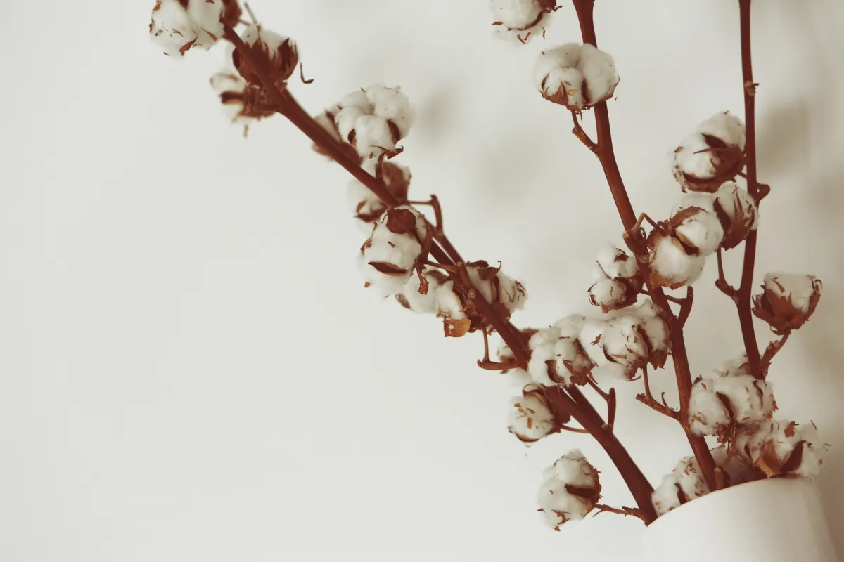 صورة للقطن الأبيض
