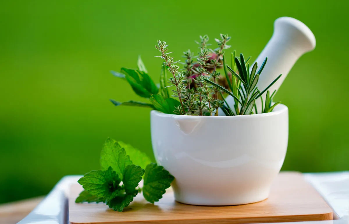 فوائد ومضار عشبة المليسا.. تحسين الذاكرة وخفض ضغط الدم حسب دكتورة تغذية 