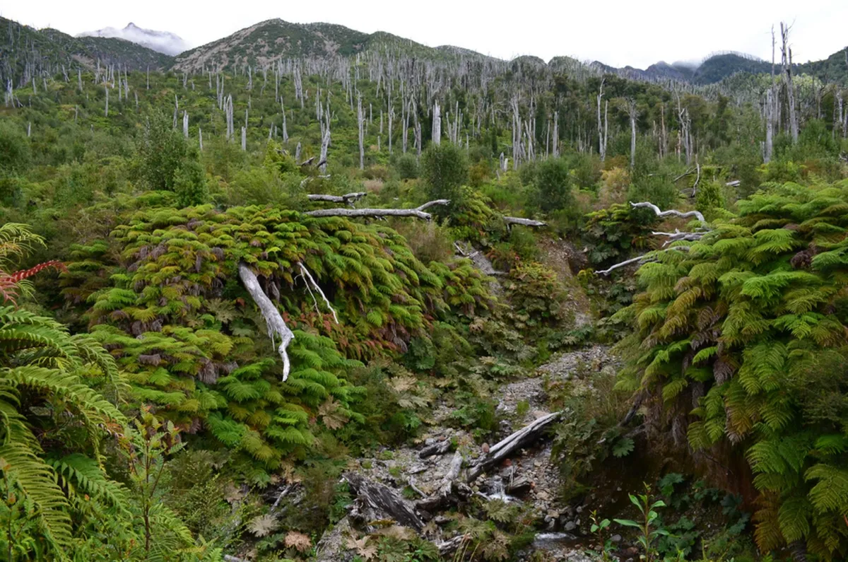 حديقة بومالين  