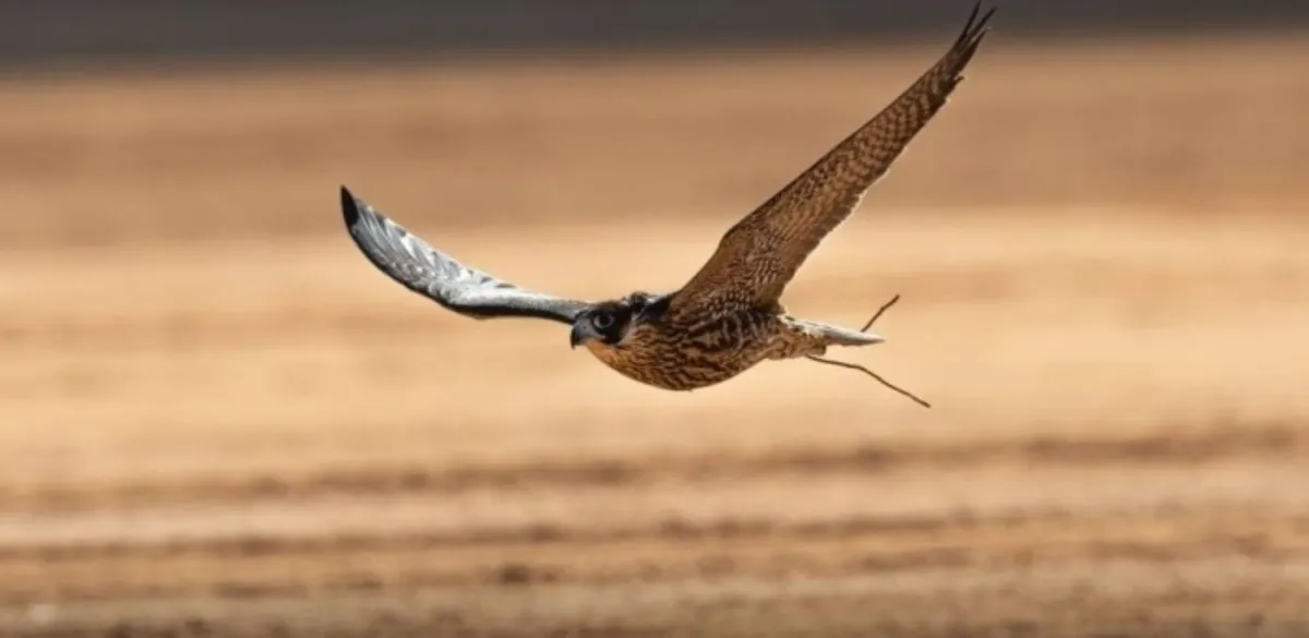 مهرجان الصقور
