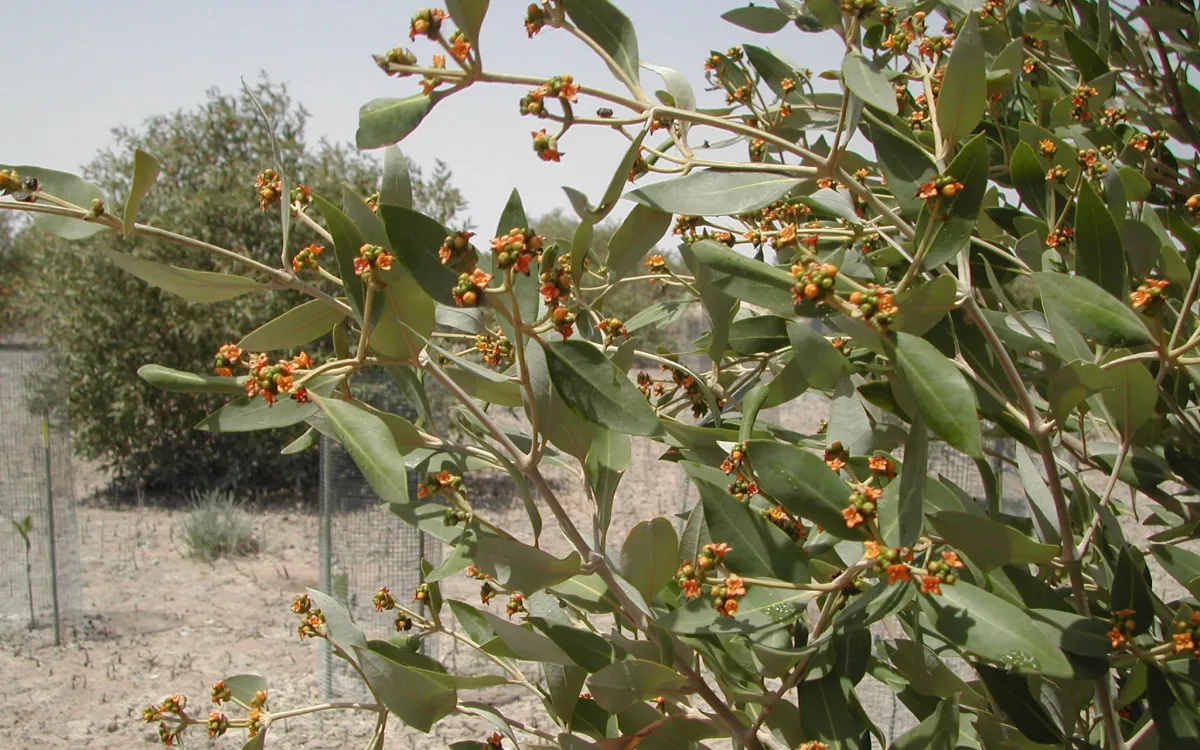 تعمل دولة الإمارات على التوسع في زراعة أشجار القرم كأحد الحلول القائمة على الطبيعة لمواجهة التغير المناخي