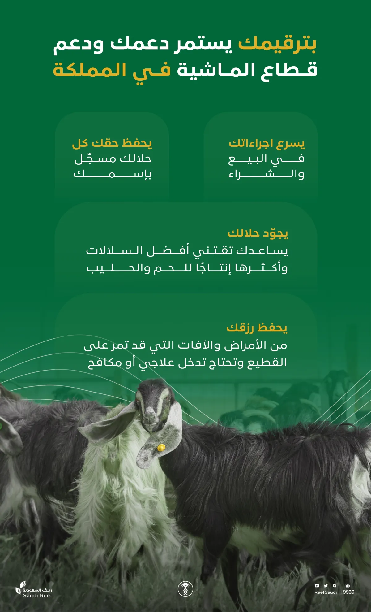 يطلق حملة رقّمها للتوعية بأهمية ترقيم قطاع الماشية في المملكة