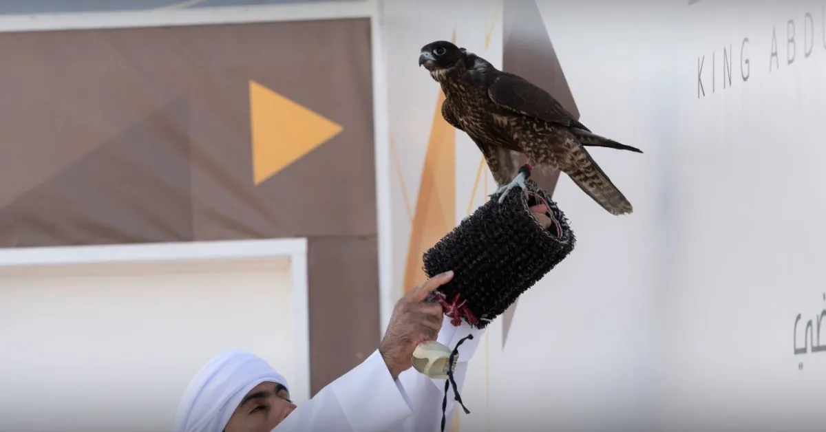 نادي الصقور السعودي والهيئة الملكية لمحافظة العلا يعلنان مسارات كأس العلا للصقور - الصورة من حساب نادي الصقور السعودي على منصة إكس