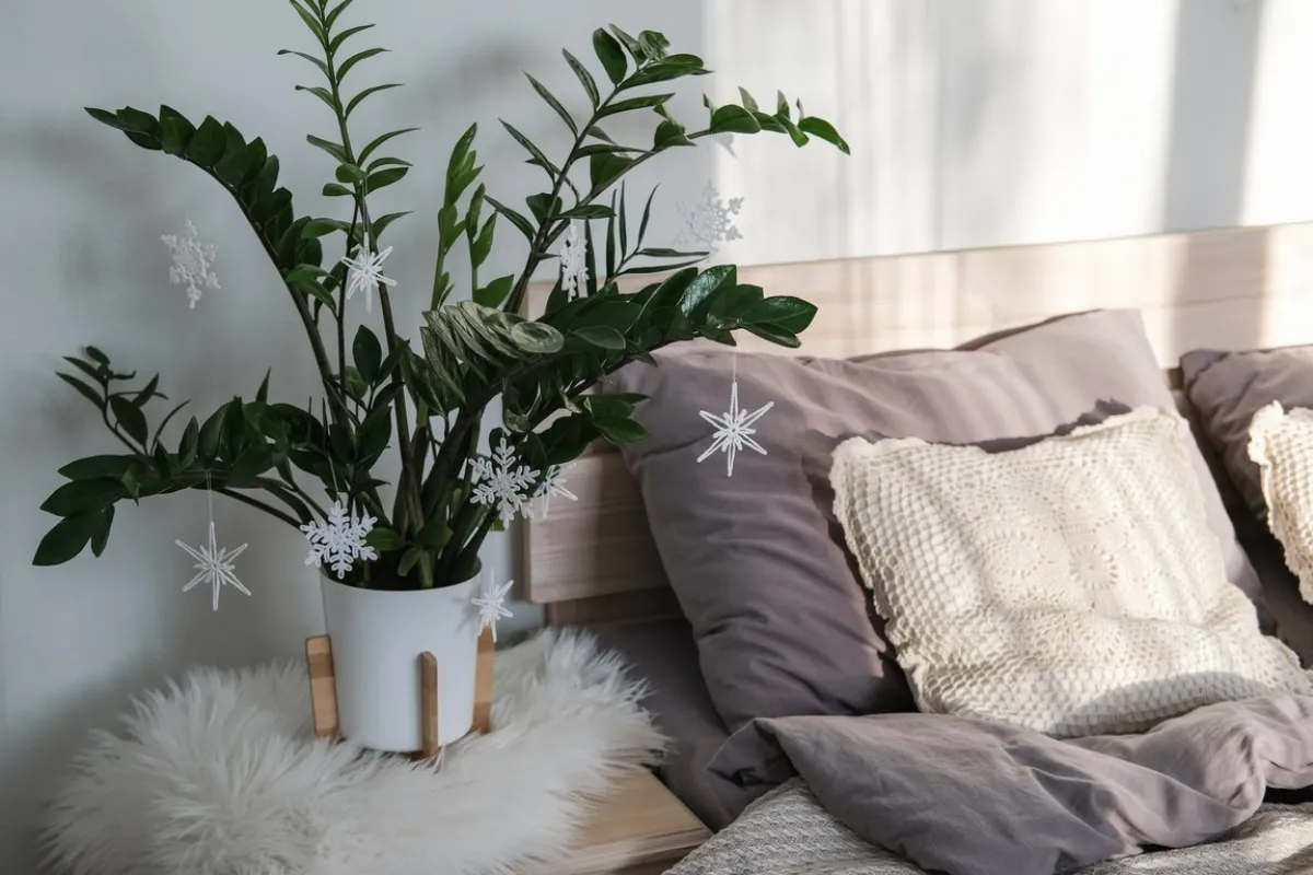 نبات لتزيين المنزل