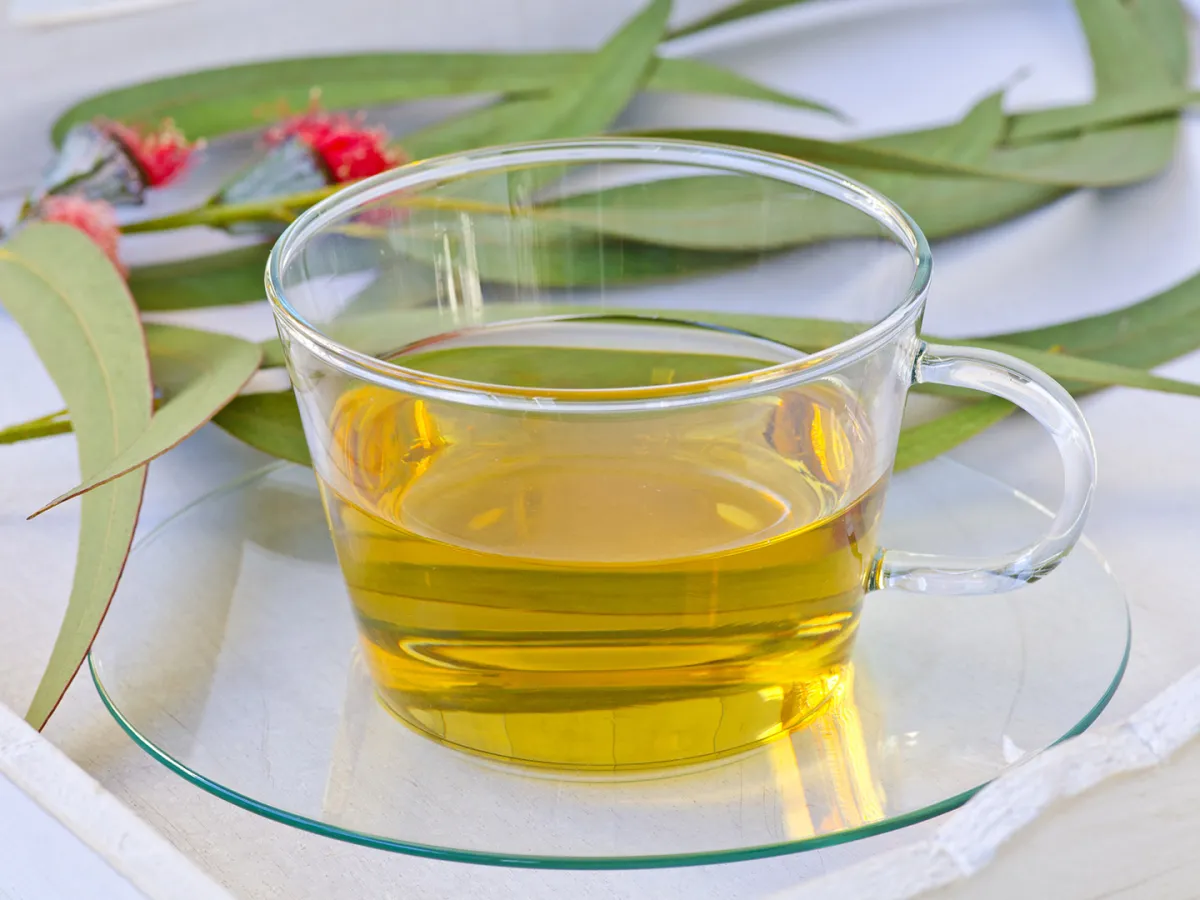 فوائد ورق الكينا لا تعدّ ولا تحصى منها التنحيف وفق طبيبة